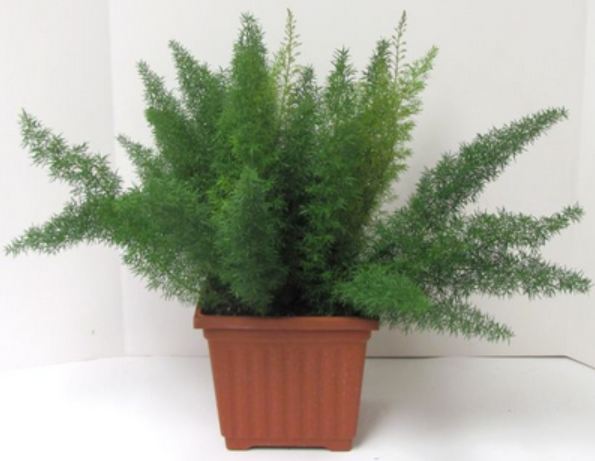 9" Fern Asparagus Foxtail Deco Pot